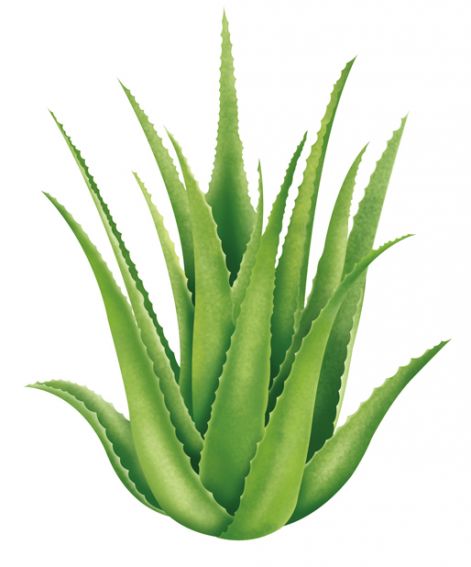 aloe.jpg